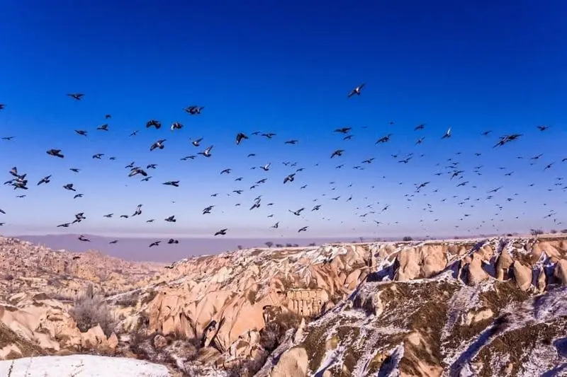 Cappadocia Pigeon Valley