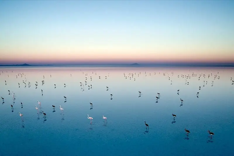 Salt Lake Flamingos